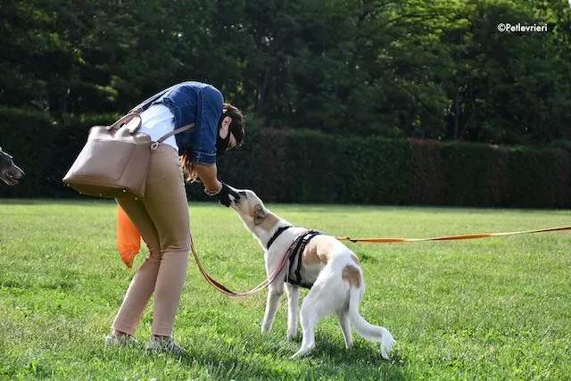 adoption day greyhound 16 maggio 2020 191