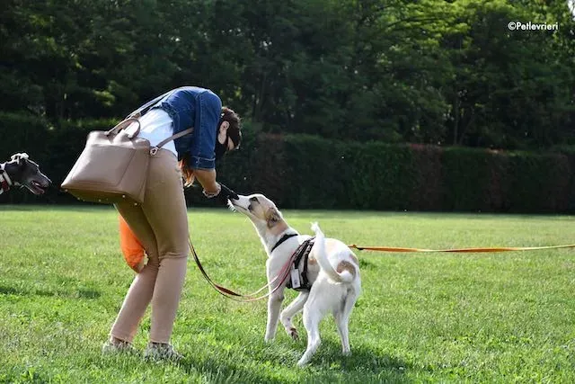 adoption day greyhound 16 maggio 2020 192