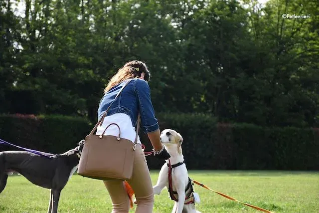 adoption day greyhound 16 maggio 2020 193