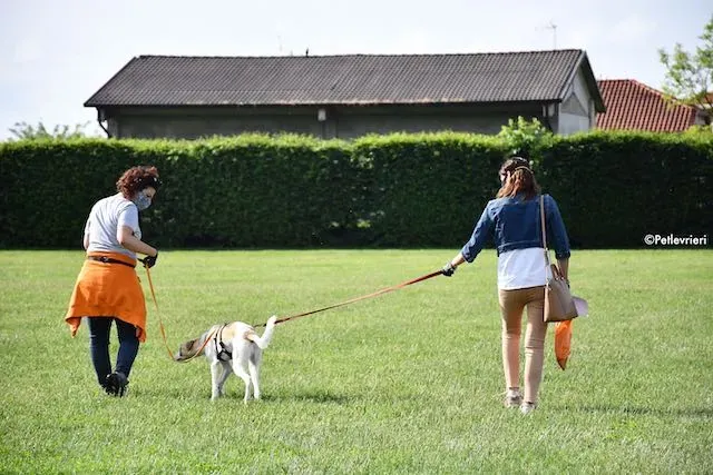 adoption day greyhound 16 maggio 2020 194