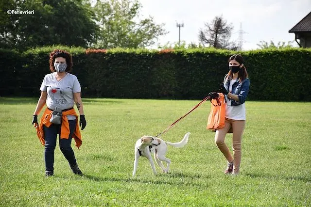 adoption day greyhound 16 maggio 2020 195