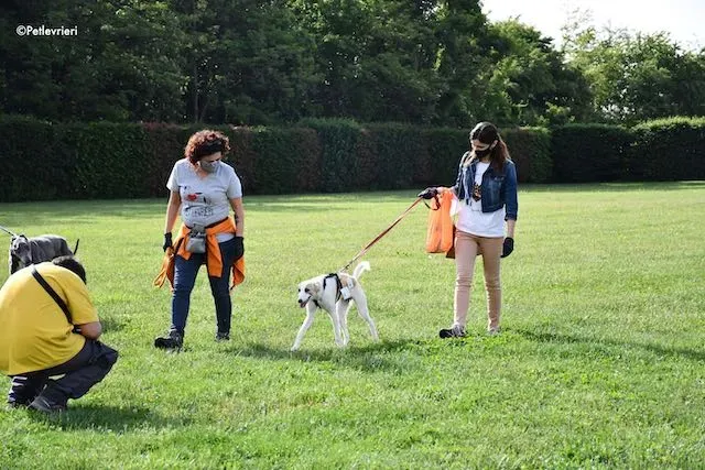 adoption day greyhound 16 maggio 2020 196