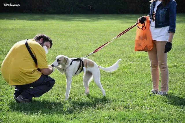 adoption day greyhound 16 maggio 2020 197