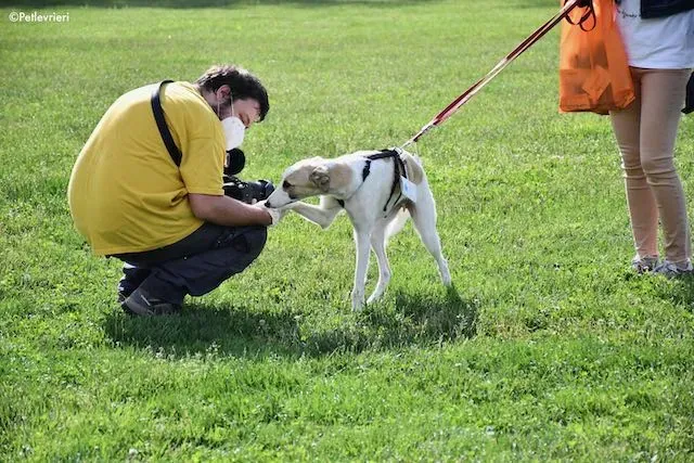 adoption day greyhound 16 maggio 2020 198