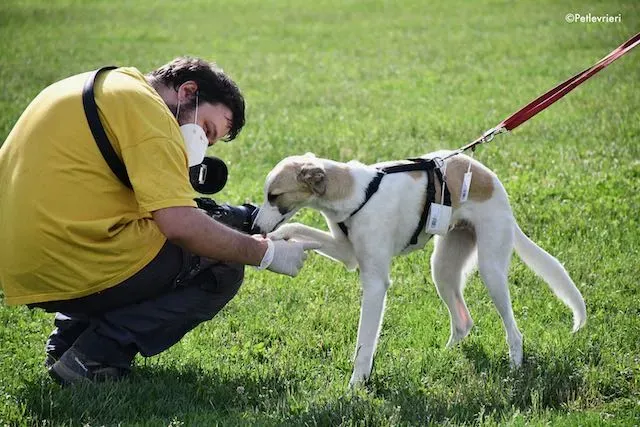 adoption day greyhound 16 maggio 2020 199