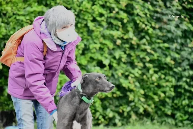 adoption day greyhound 16 maggio 2020 20