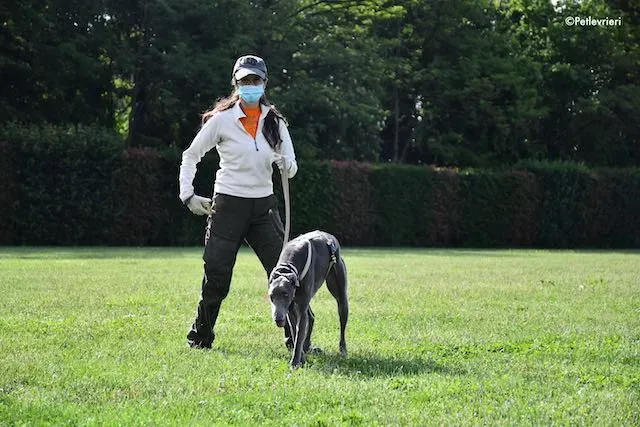 adoption day greyhound 16 maggio 2020 200