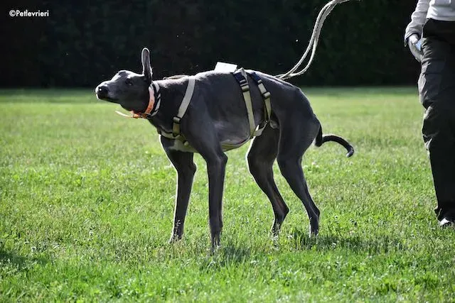 adoption day greyhound 16 maggio 2020 201