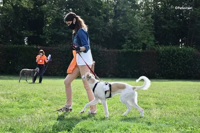 adoption day greyhound 16 maggio 2020 202