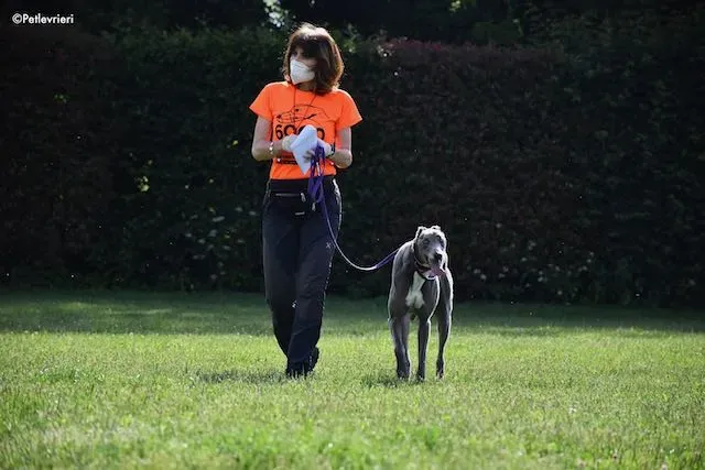 adoption day greyhound 16 maggio 2020 203