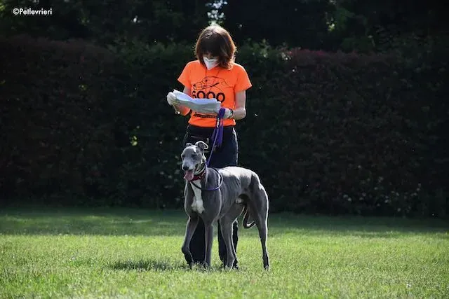 adoption day greyhound 16 maggio 2020 204