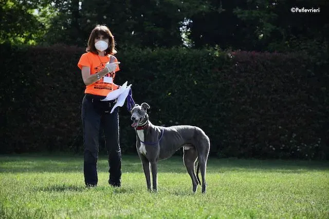 adoption day greyhound 16 maggio 2020 205