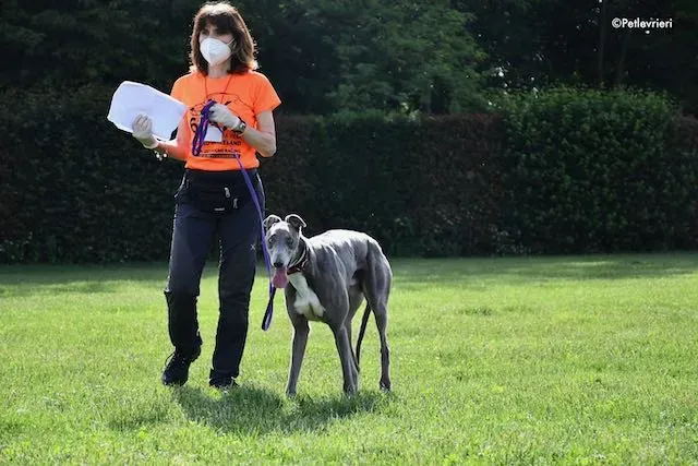 adoption day greyhound 16 maggio 2020 206