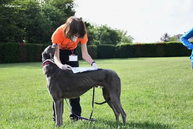 adoption day greyhound 16 maggio 2020 207