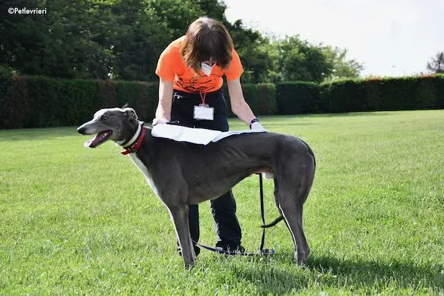 adoption day greyhound 16 maggio 2020 208