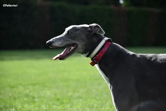 adoption day greyhound 16 maggio 2020 209