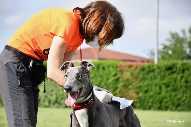 adoption day greyhound 16 maggio 2020 210