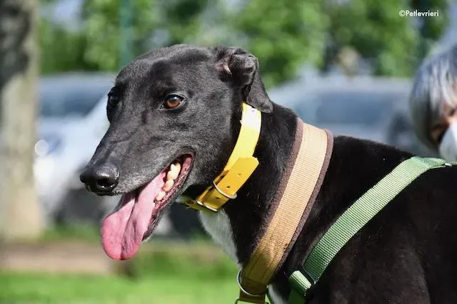 adoption day greyhound 16 maggio 2020 211