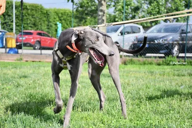 adoption day greyhound 16 maggio 2020 212