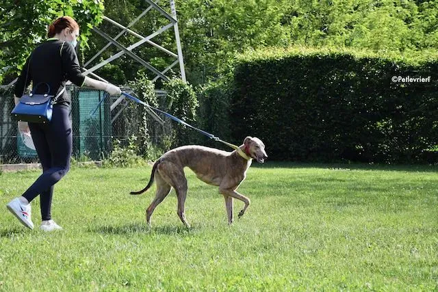 adoption day greyhound 16 maggio 2020 213