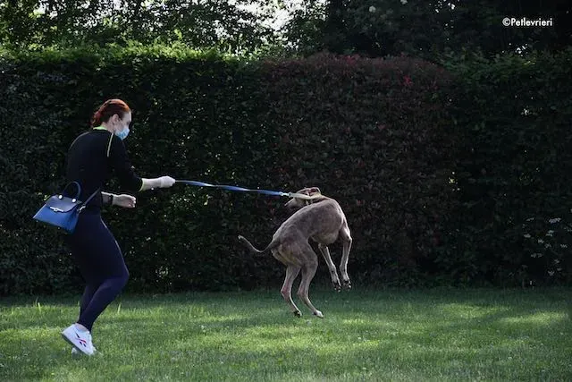 adoption day greyhound 16 maggio 2020 214