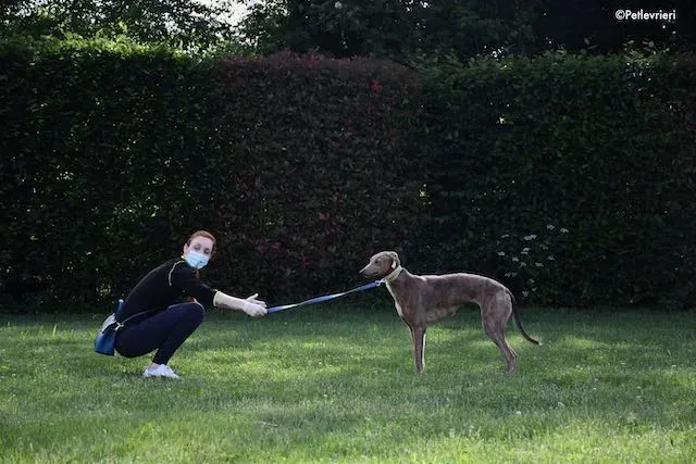 adoption day greyhound 16 maggio 2020 215