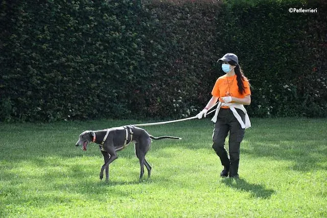 adoption day greyhound 16 maggio 2020 217
