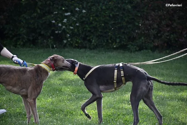 adoption day greyhound 16 maggio 2020 218