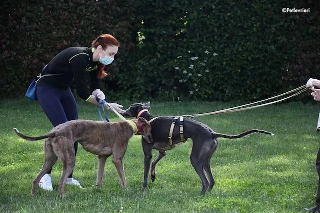 adoption day greyhound 16 maggio 2020 219