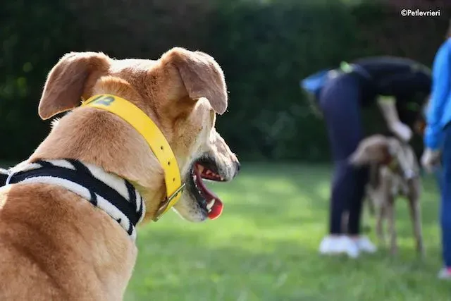 adoption day greyhound 16 maggio 2020 220