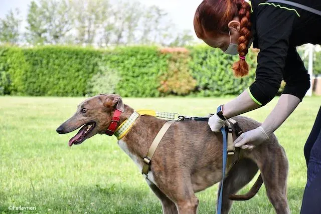adoption day greyhound 16 maggio 2020 221
