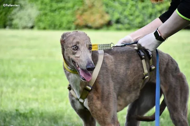 adoption day greyhound 16 maggio 2020 222