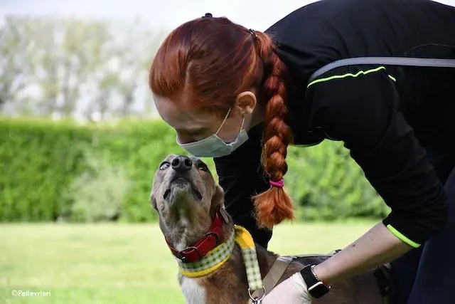 adoption day greyhound 16 maggio 2020 223