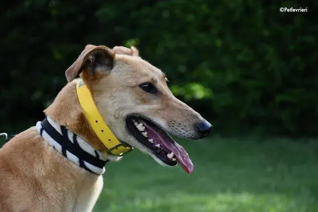 adoption day greyhound 16 maggio 2020 224