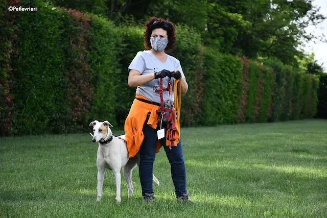 adoption day greyhound 16 maggio 2020 225