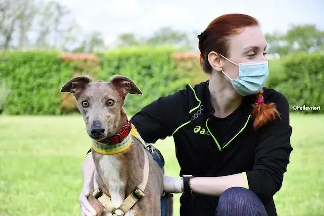 adoption day greyhound 16 maggio 2020 226