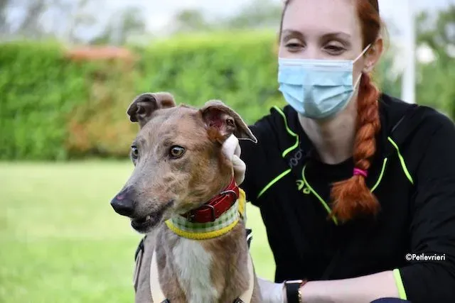 adoption day greyhound 16 maggio 2020 227