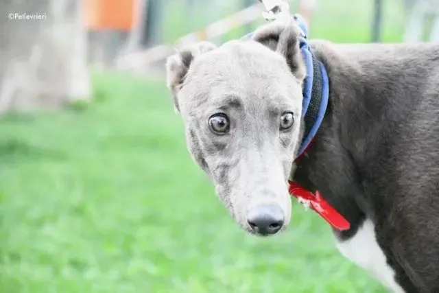 adoption day greyhound 16 maggio 2020 23