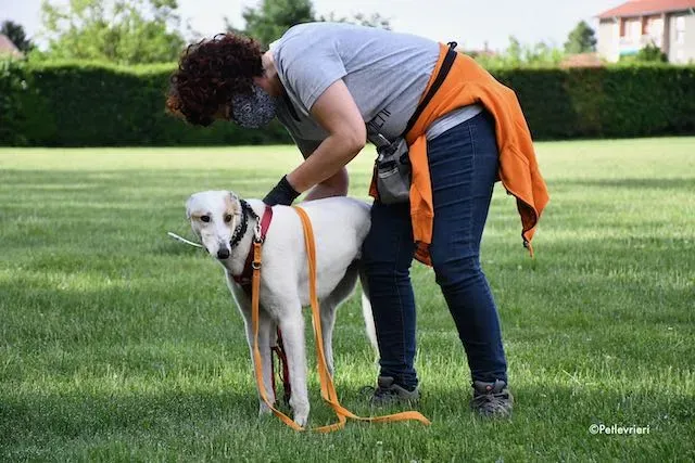 adoption day greyhound 16 maggio 2020 230