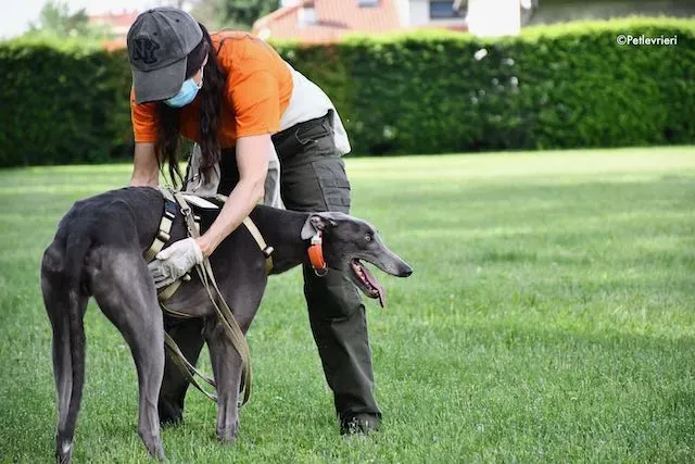 adoption day greyhound 16 maggio 2020 232
