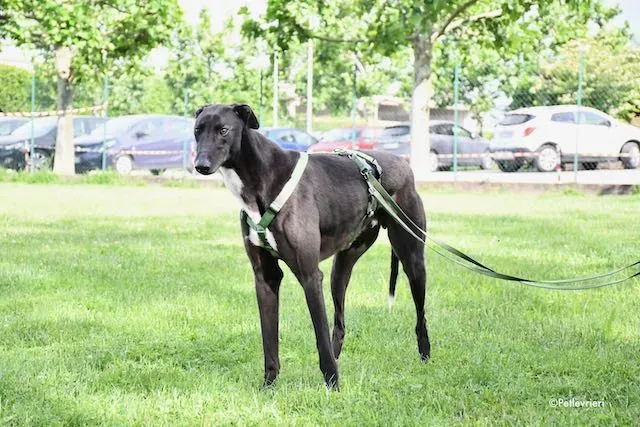 adoption day greyhound 16 maggio 2020 233