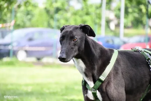 adoption day greyhound 16 maggio 2020 234