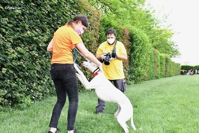 adoption day greyhound 16 maggio 2020 236