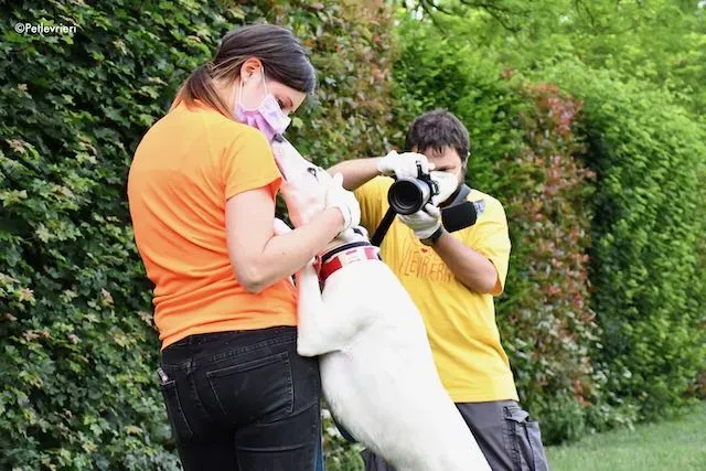 adoption day greyhound 16 maggio 2020 237
