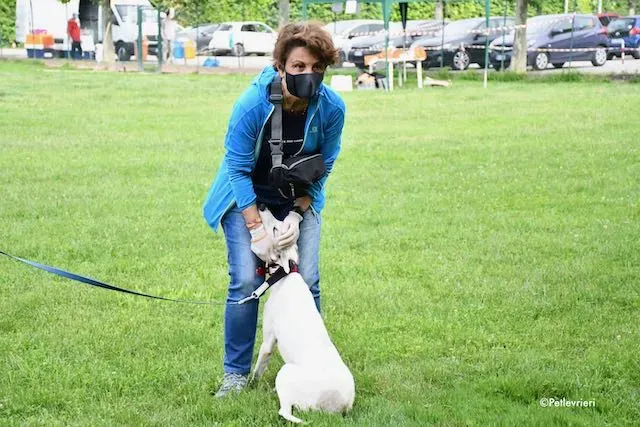 adoption day greyhound 16 maggio 2020 239