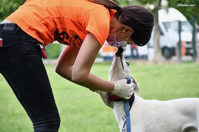 adoption day greyhound 16 maggio 2020 240