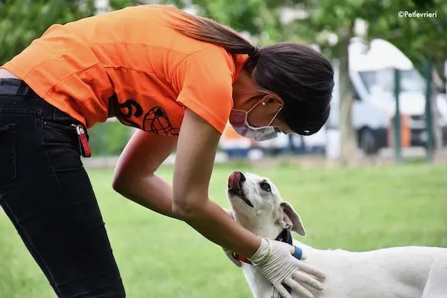 adoption day greyhound 16 maggio 2020 241