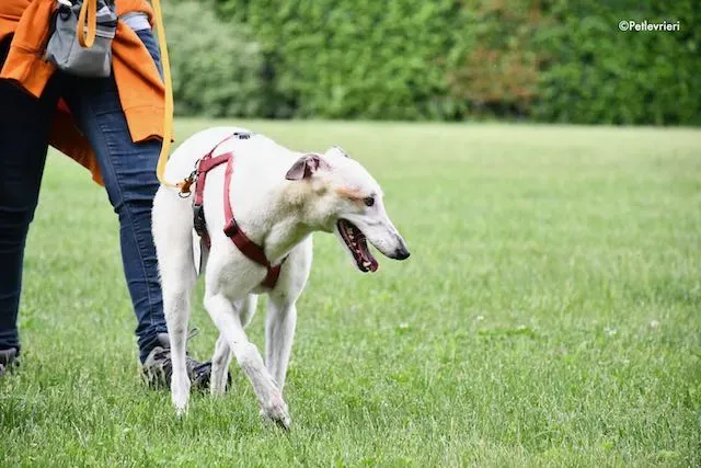 adoption day greyhound 16 maggio 2020 242