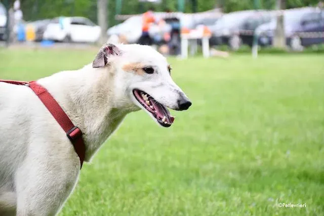 adoption day greyhound 16 maggio 2020 243