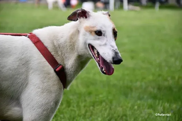 adoption day greyhound 16 maggio 2020 244